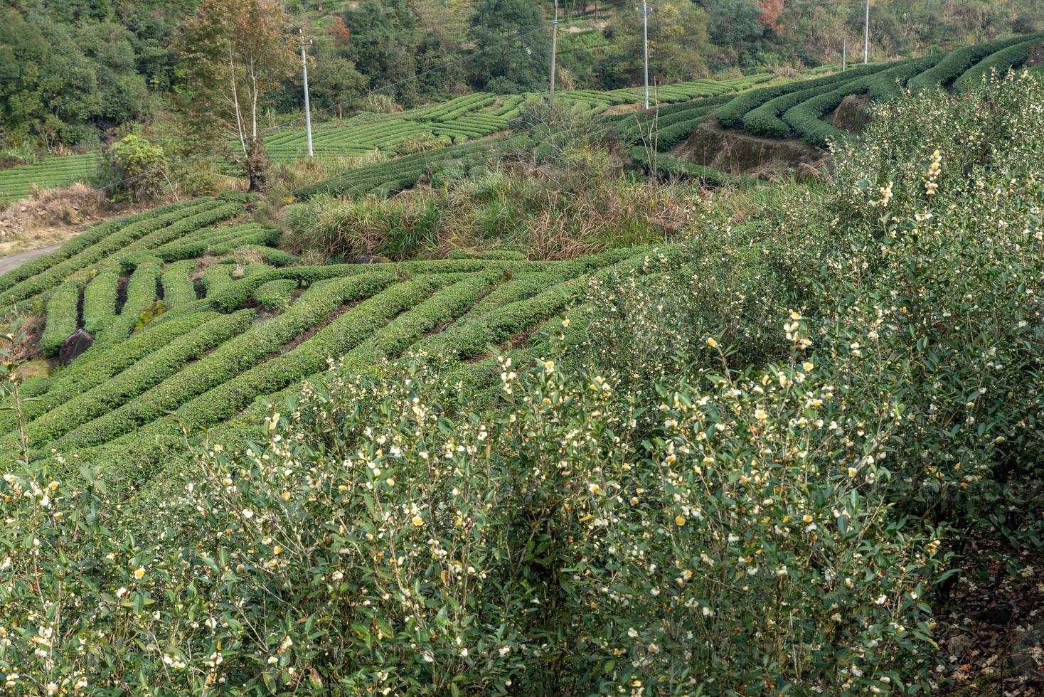 The tea trees in the tea garden are in full bloom photo