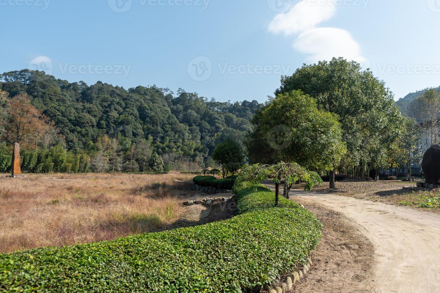 Tea tree flowers in the tea garden in the sun photo