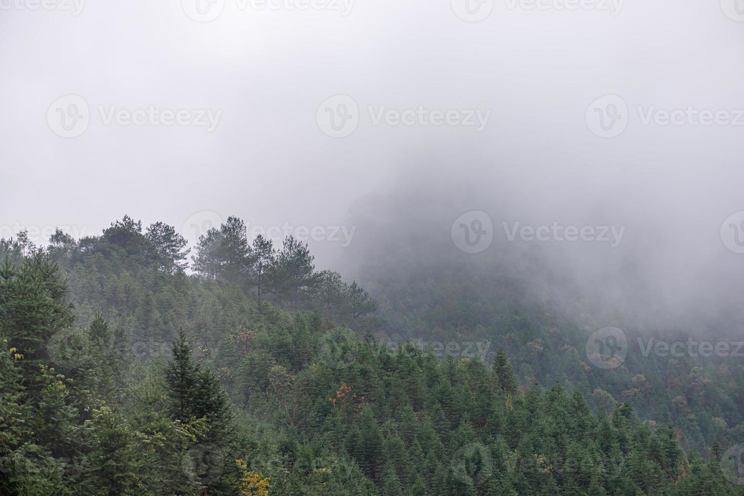 Tea mountain and forest in morning fog photo