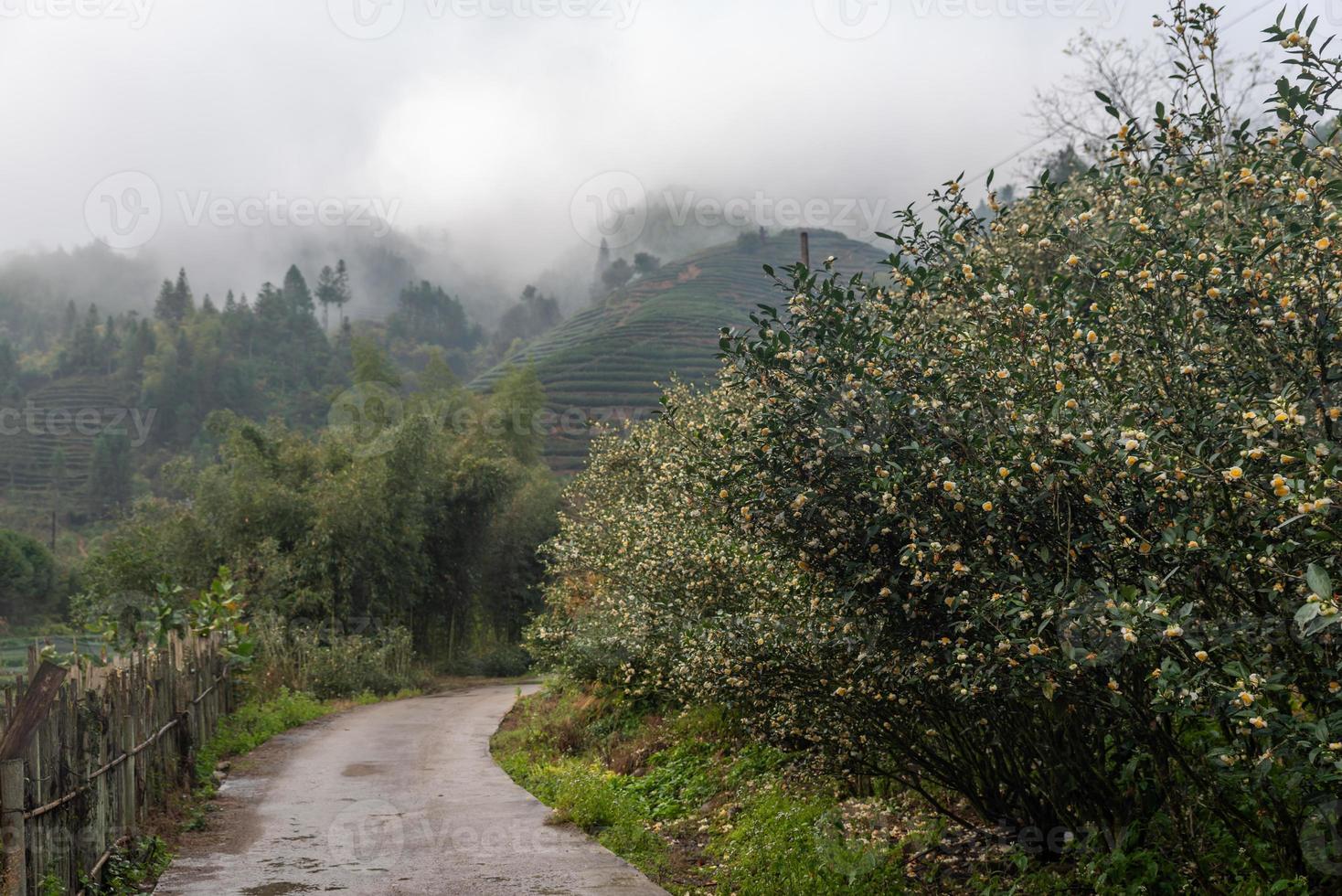 Tea mountain and forest in morning fog photo