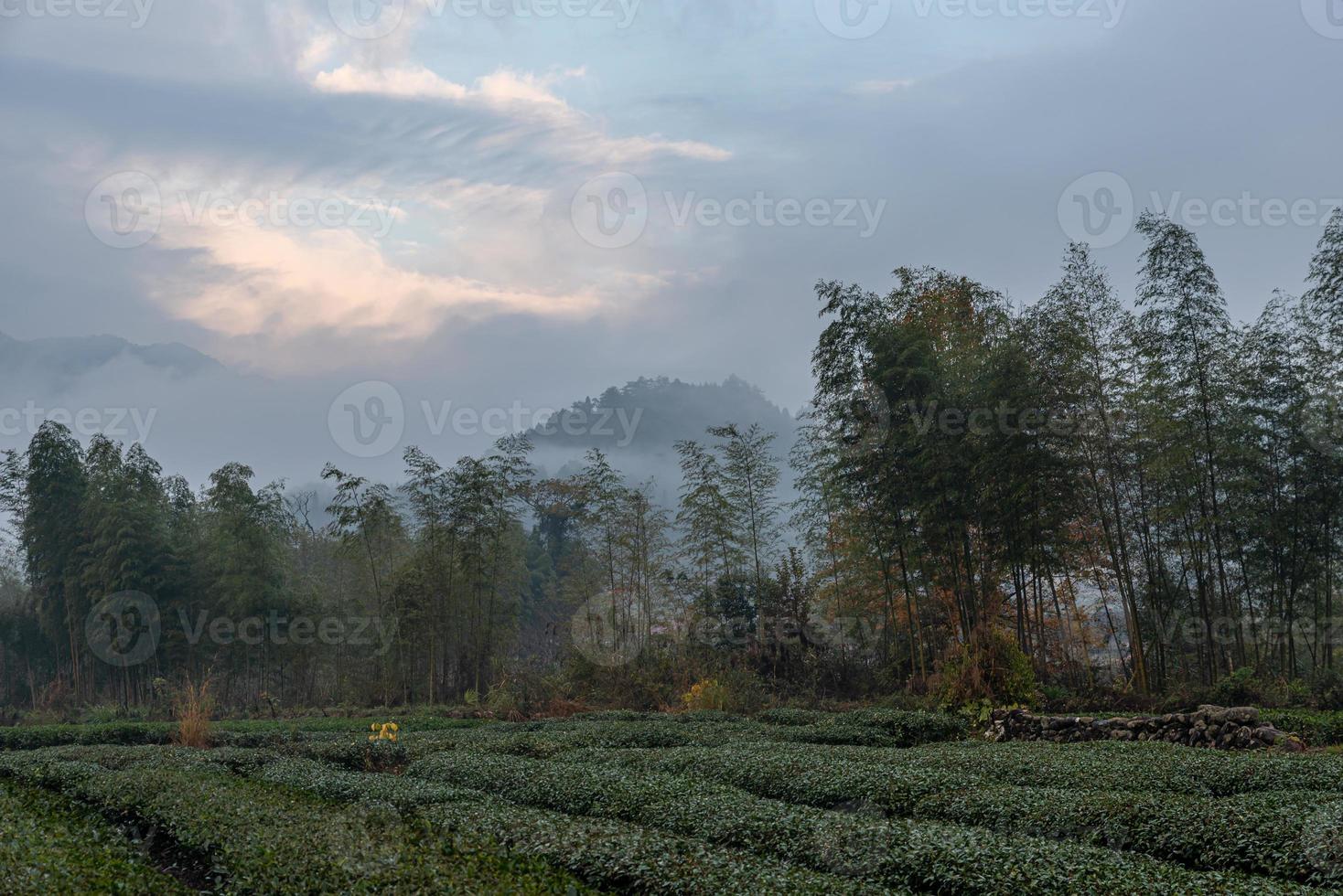 Tea mountain and forest in morning fog photo