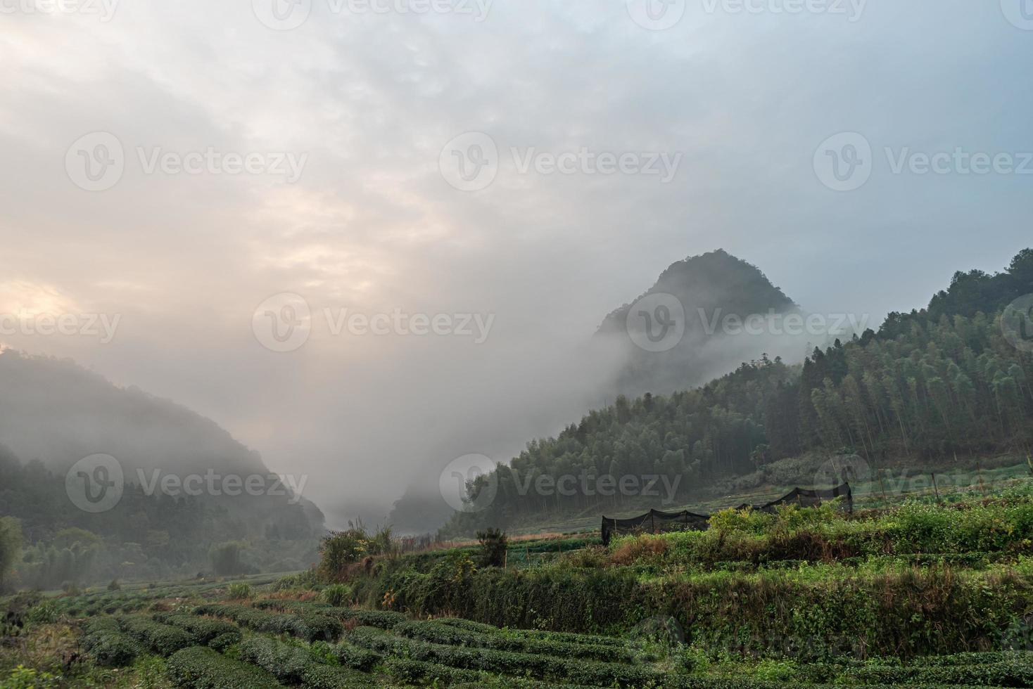 montaña de té y bosque en la niebla de la mañana foto