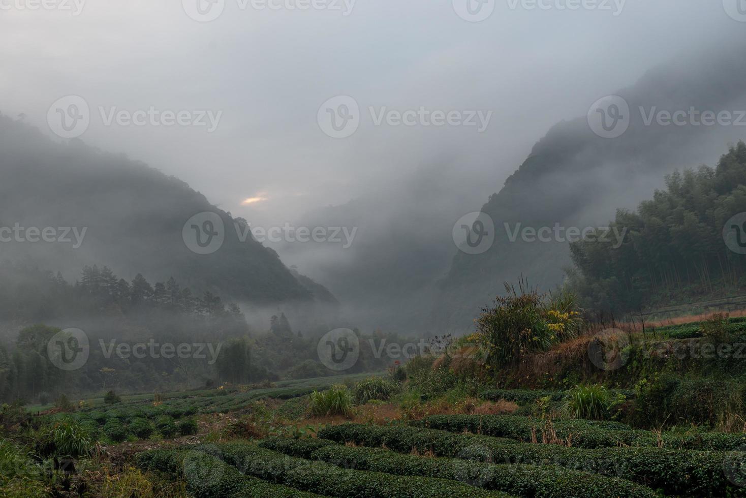 montaña de té y bosque en la niebla de la mañana foto