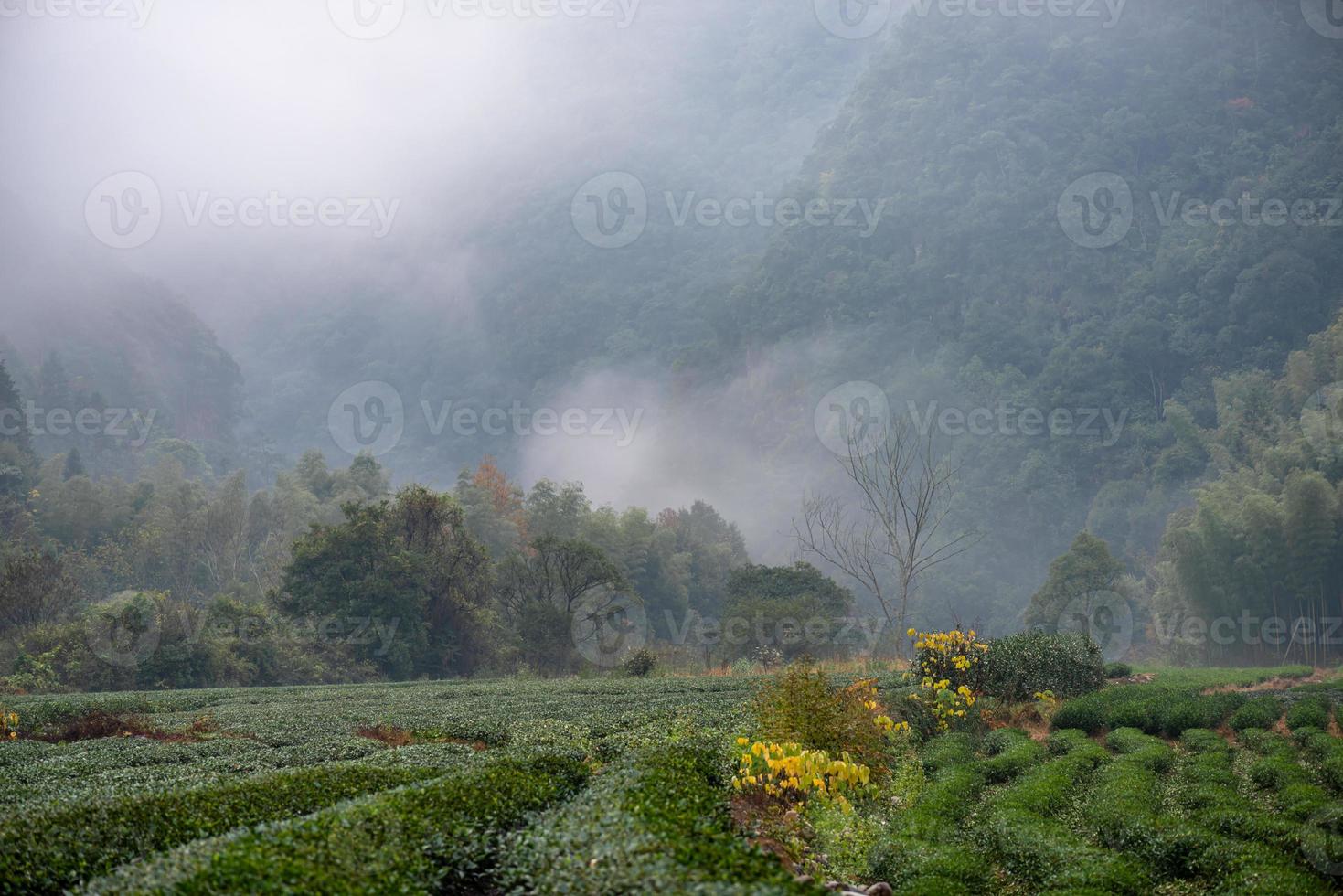 Tea mountain and forest in morning fog photo