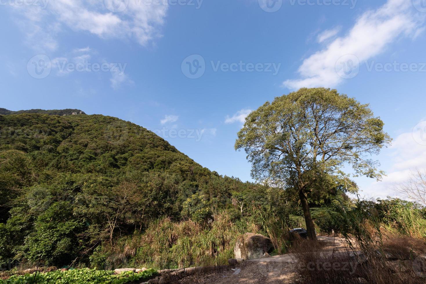 hay muchos árboles de aspecto extraño en la naturaleza foto