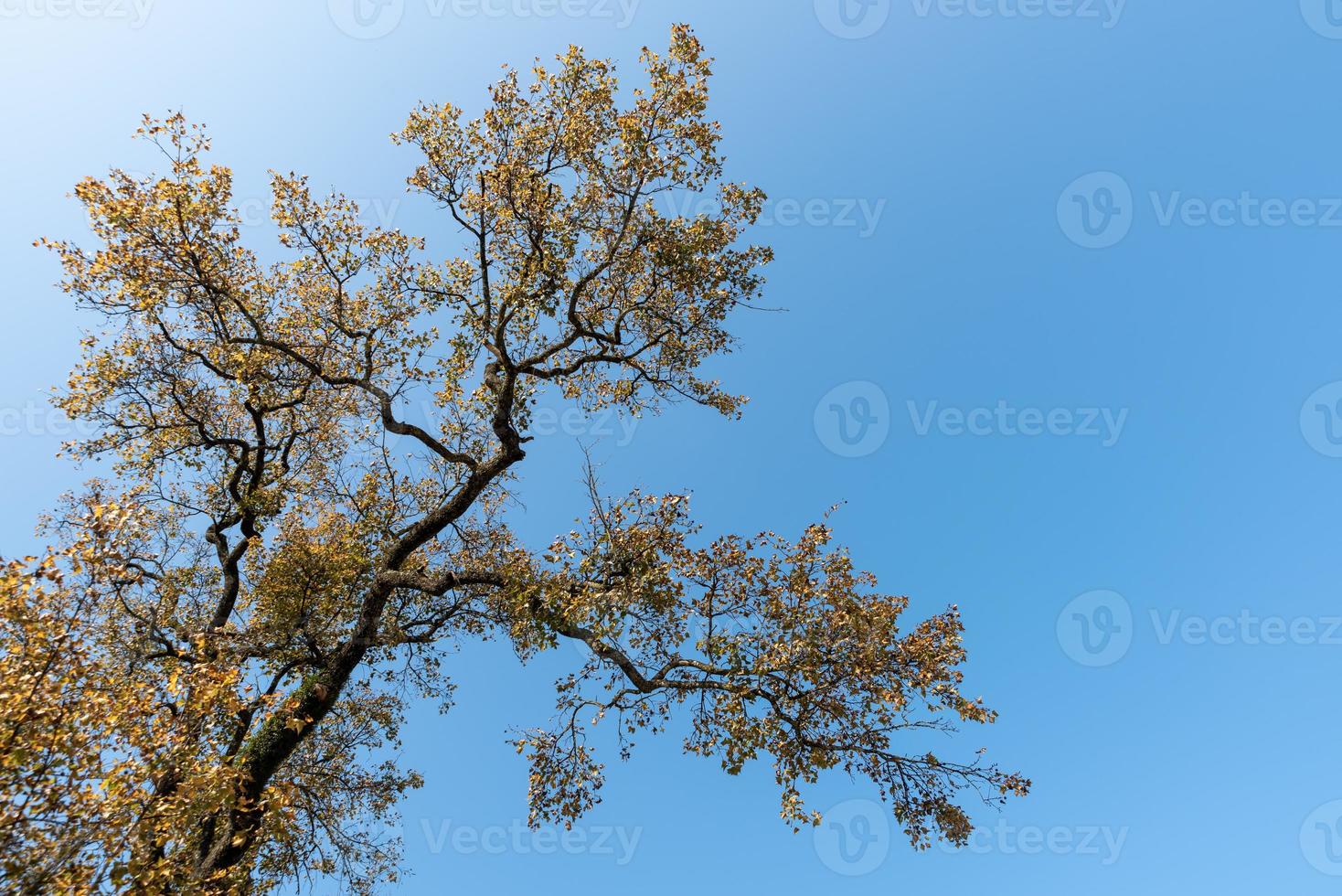 There are many strange looking trees in the wild photo