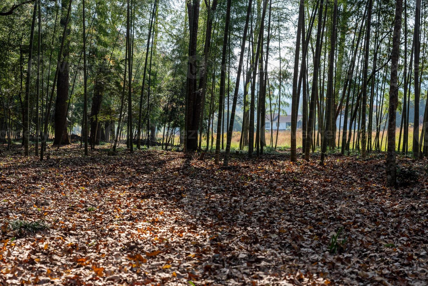 hay muchos árboles de aspecto extraño en la naturaleza foto