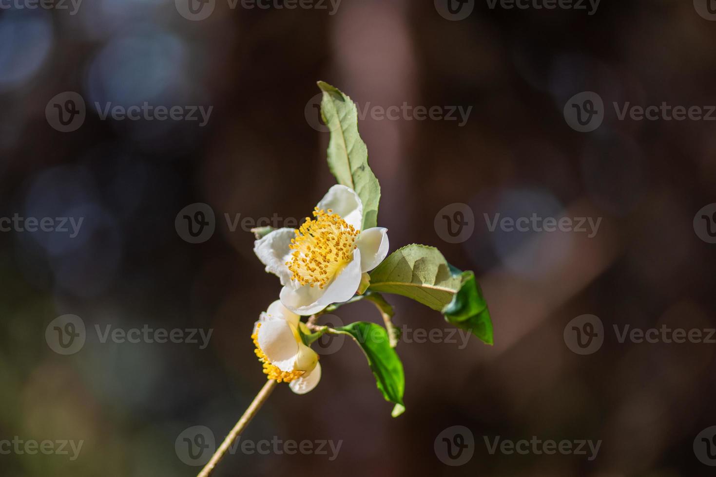 bajo el sol, flores de té con pétalos blancos y núcleos de flores amarillas se encuentran en el bosque de té salvaje foto