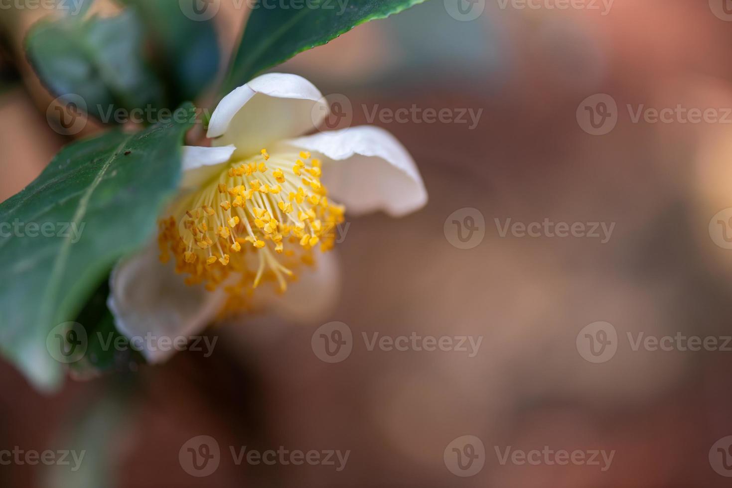 Under the sun, Tea flowers with white petals and yellow flower cores are in the wild tea forest photo