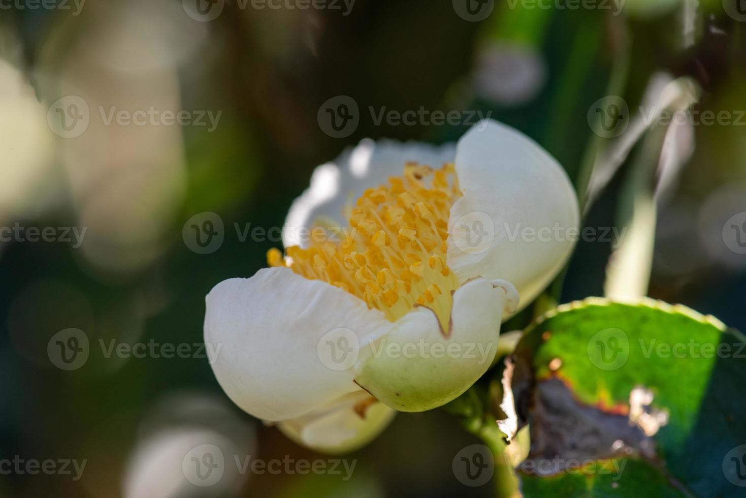 bajo el sol, flores de té con pétalos blancos y núcleos de flores amarillas se encuentran en el bosque de té salvaje foto