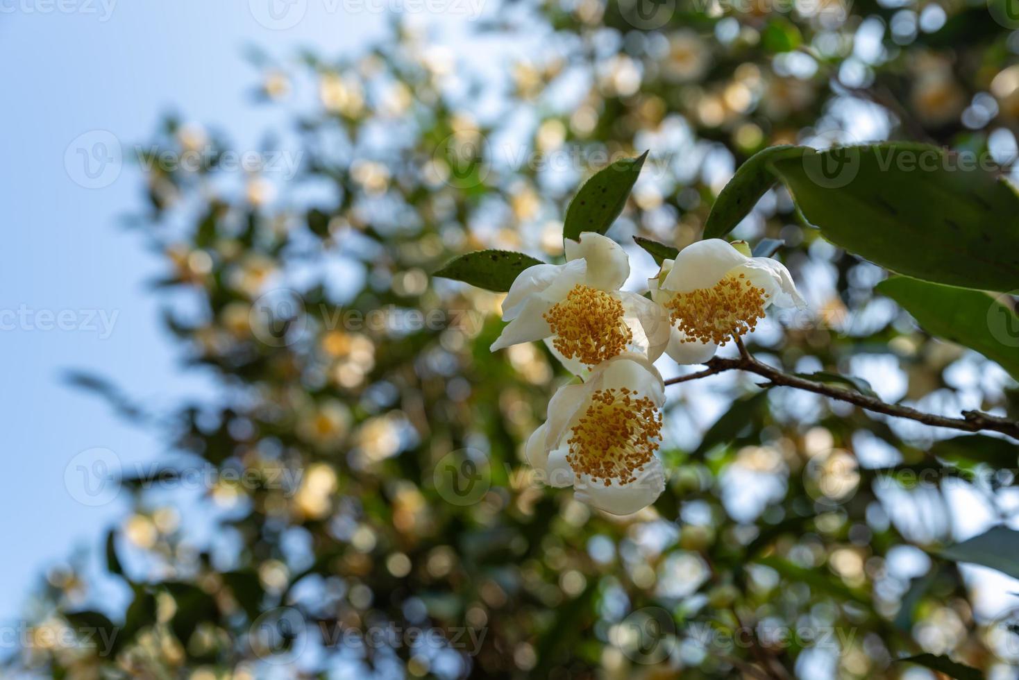 bajo el sol, flores de té con pétalos blancos y núcleos de flores amarillas se encuentran en el bosque de té salvaje foto