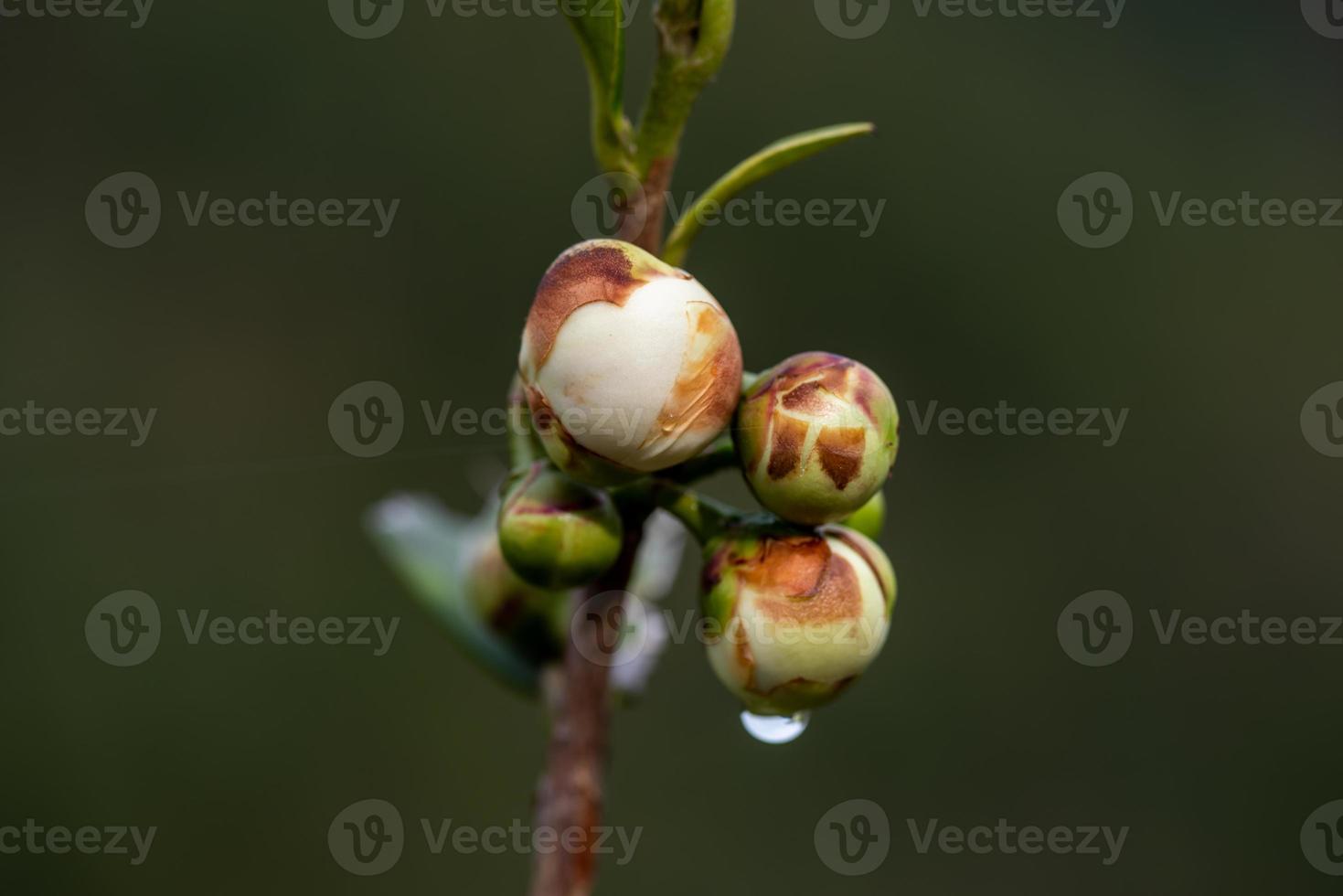 Tea tree flowers in the rain, petals with raindrops photo