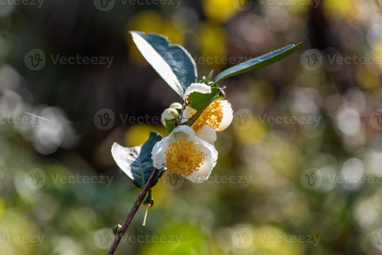 flores de árbol de té bajo la lluvia, pétalos con gotas de lluvia foto