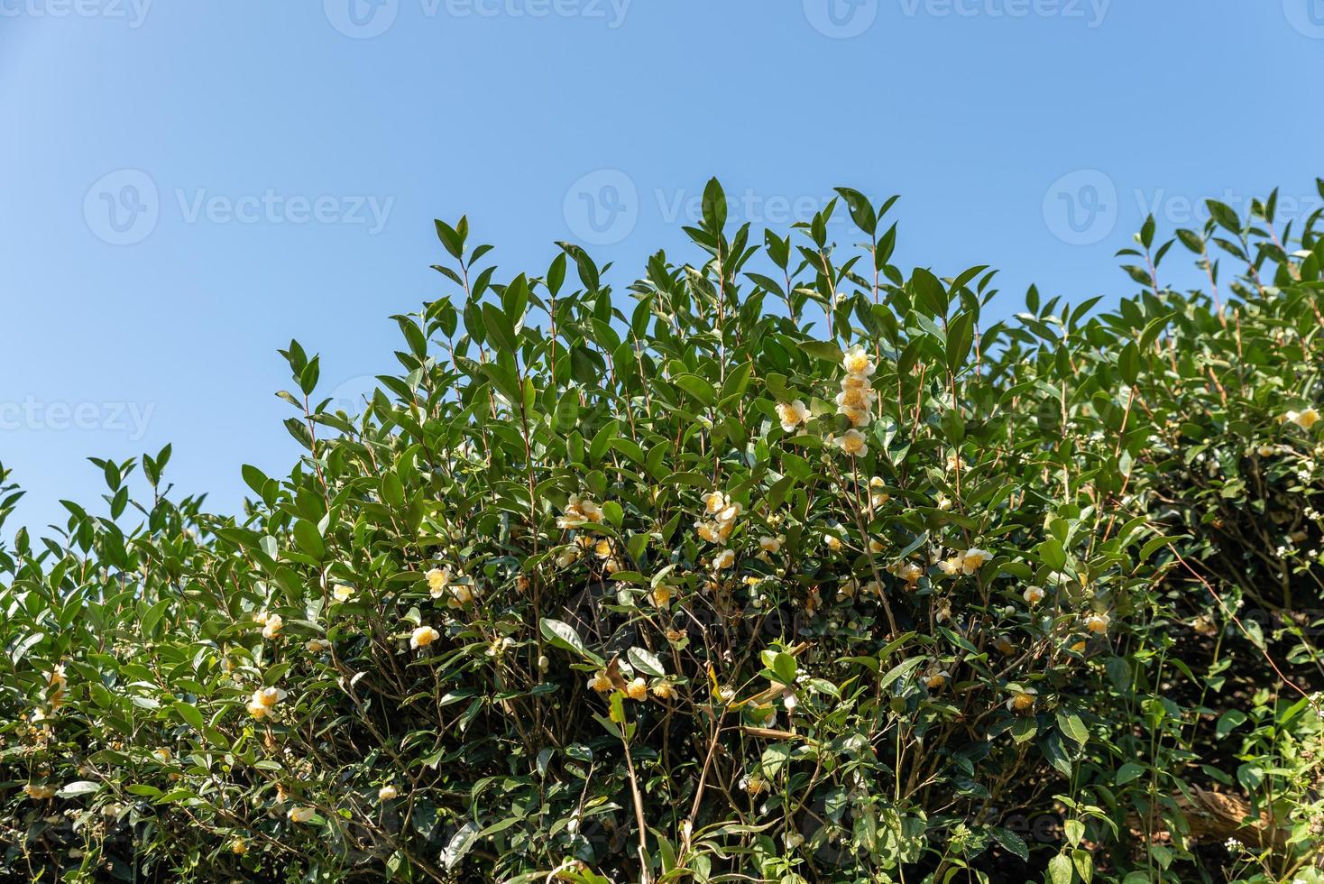 los árboles de té en el jardín de té están en plena floración foto