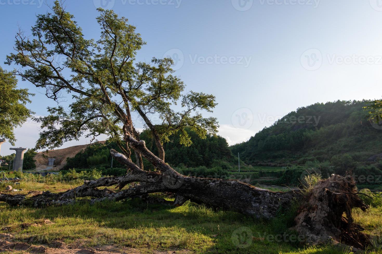 hay muchos árboles de aspecto extraño en la naturaleza foto