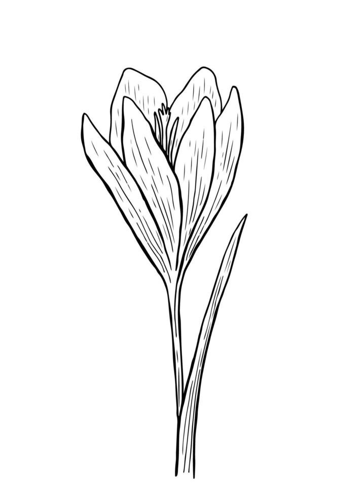 Doodle crocus with stem and leaves. A sketch of the first spring flower. Vector hand-drawn illustration in outline style. Perfect for your projects, cards, invitations, print, decor, logo.