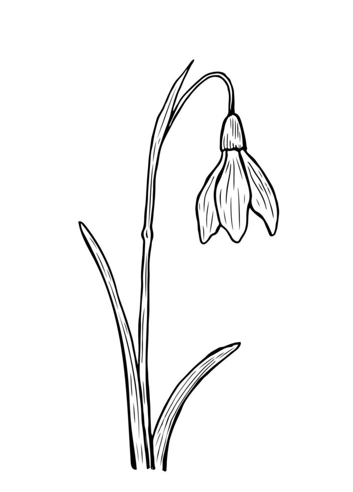 Doodle campanilla con tallo y hojas. un boceto de la primera flor de primavera. ilustración vectorial dibujada a mano en estilo de contorno. perfecto para tus proyectos, tarjetas, invitaciones, estampado, decoración, logo. vector