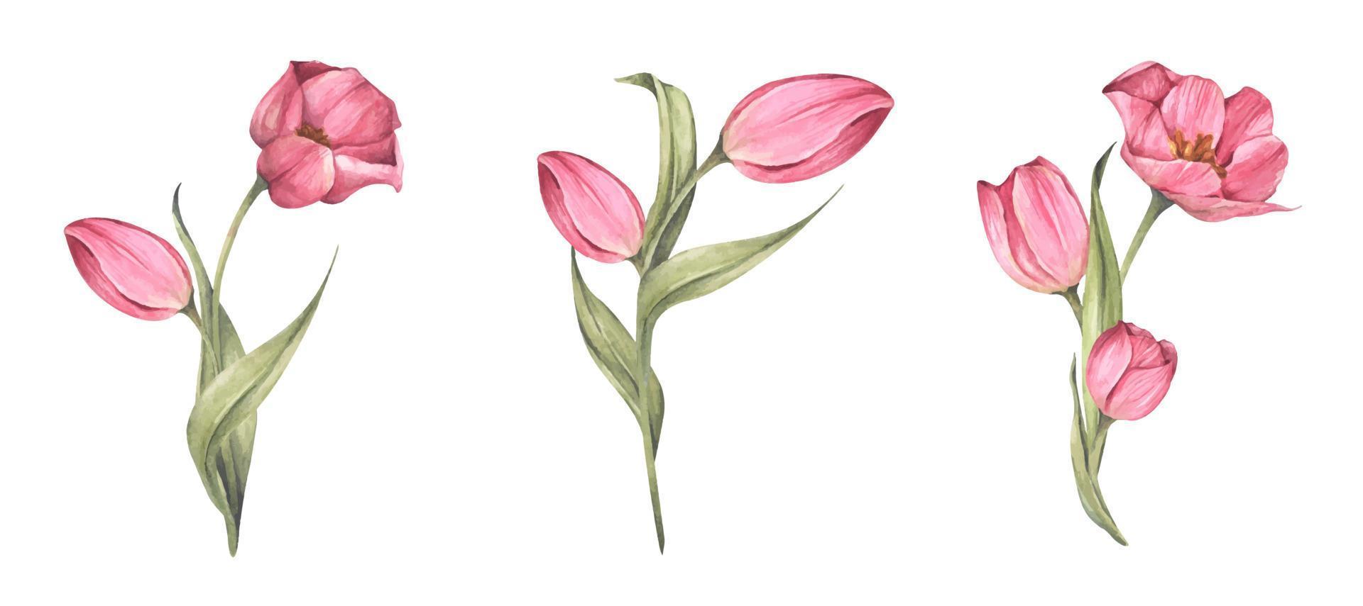 conjunto de tulipanes rosas. Ilustración botánica floral acuarela. vector