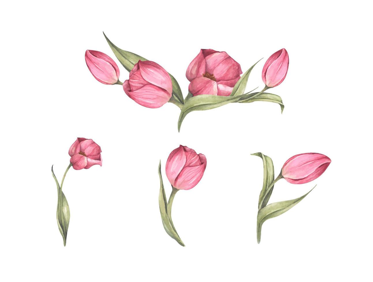 Bouquet of tulips. Floral composition. Watercolor illustration. vector