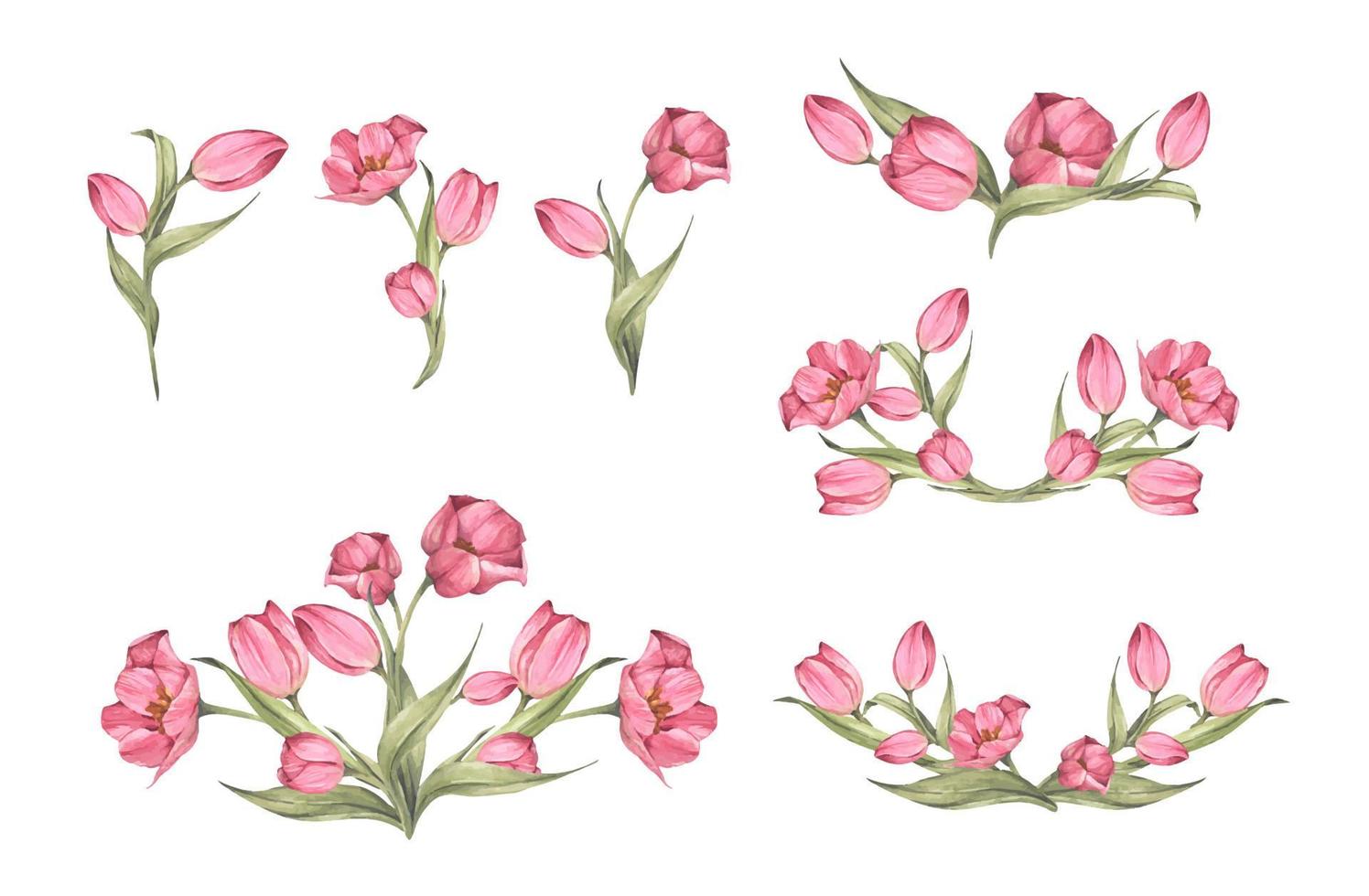 conjunto de tulipanes rosas y hojas. ramo de tulipanes. composición floral. Ilustración acuarela. vector