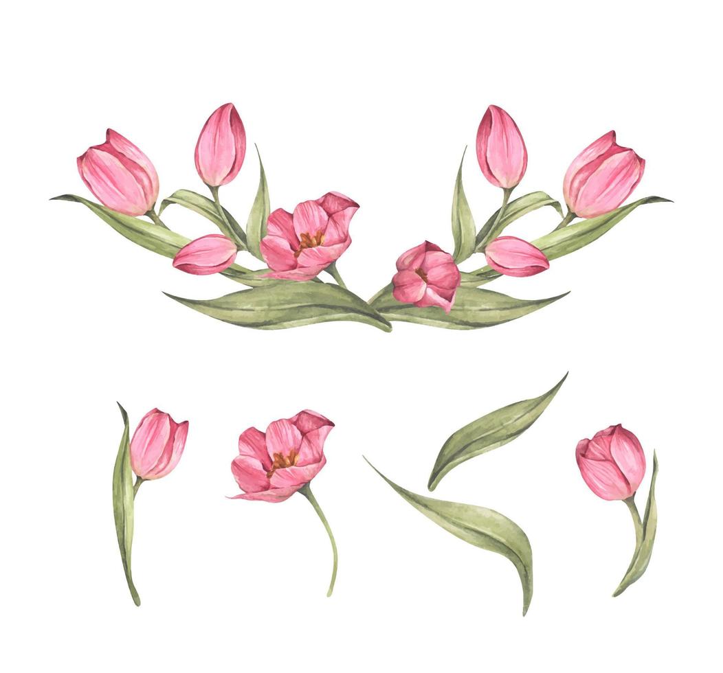 ramo de tulipanes. composición floral. Ilustración acuarela. vector