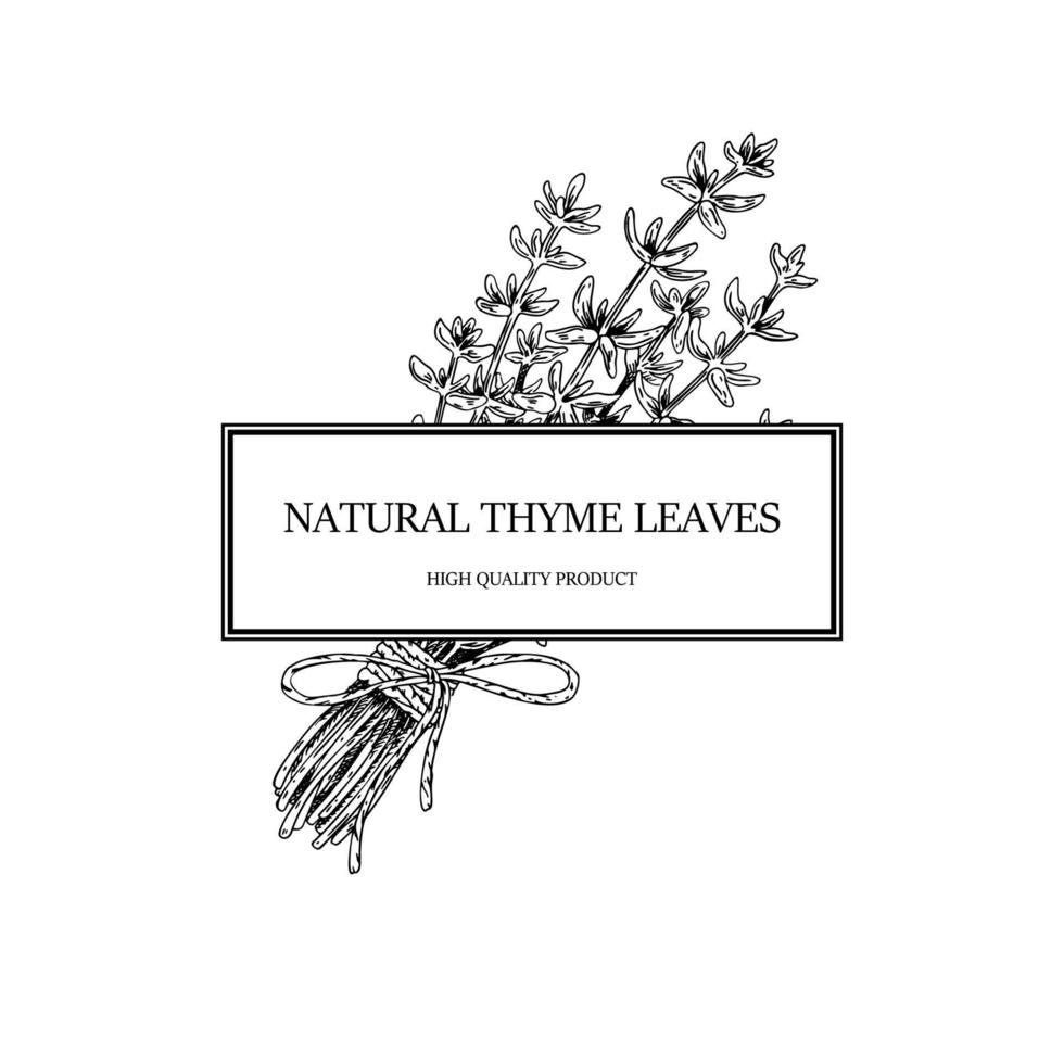 marco de tomillo dibujado a mano. ilustración vectorial aislado en blanco. Planta de hierbas botánicas en estilo de dibujo vintage. timo vulgar. vector