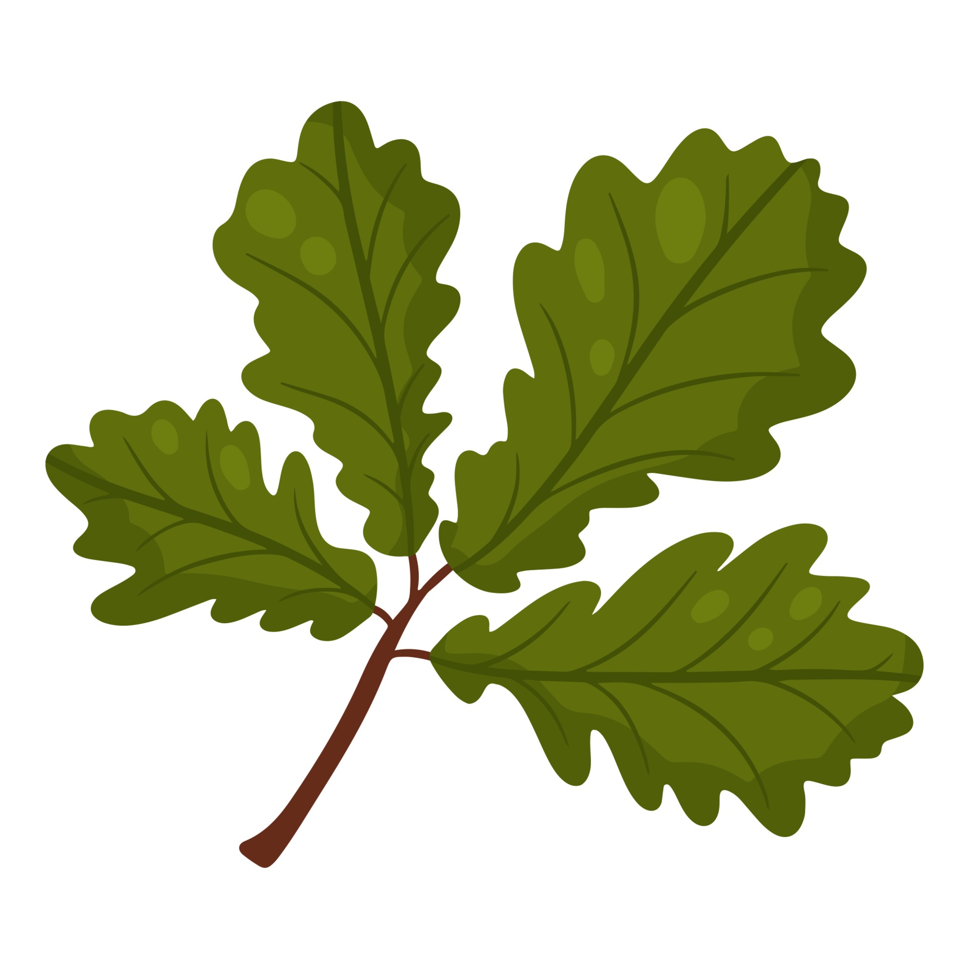 Oak leaf. Autumn design element. Vector illustration, cartoon style