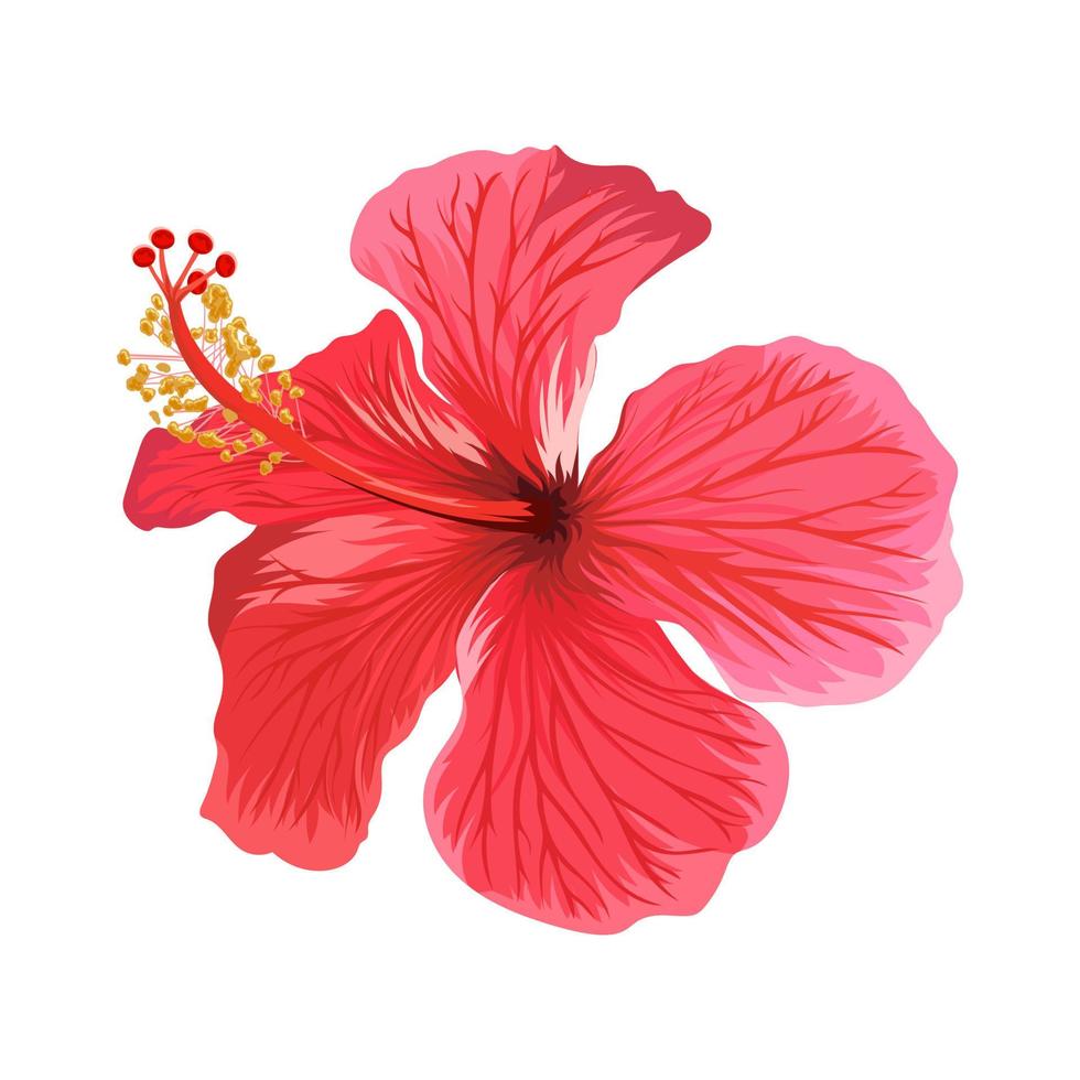 hermosa flor de hibisco aislado sobre fondo blanco. vector