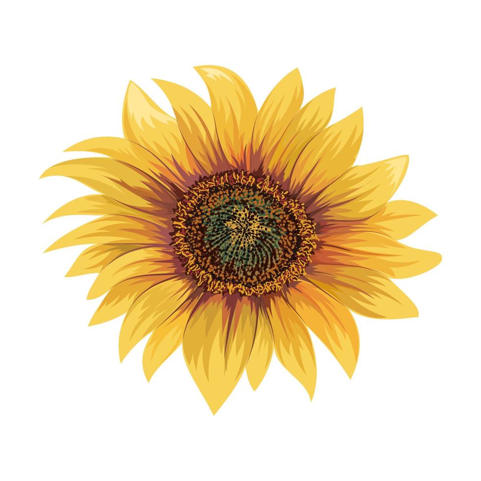 hermoso girasol aislado sobre fondo blanco. vector