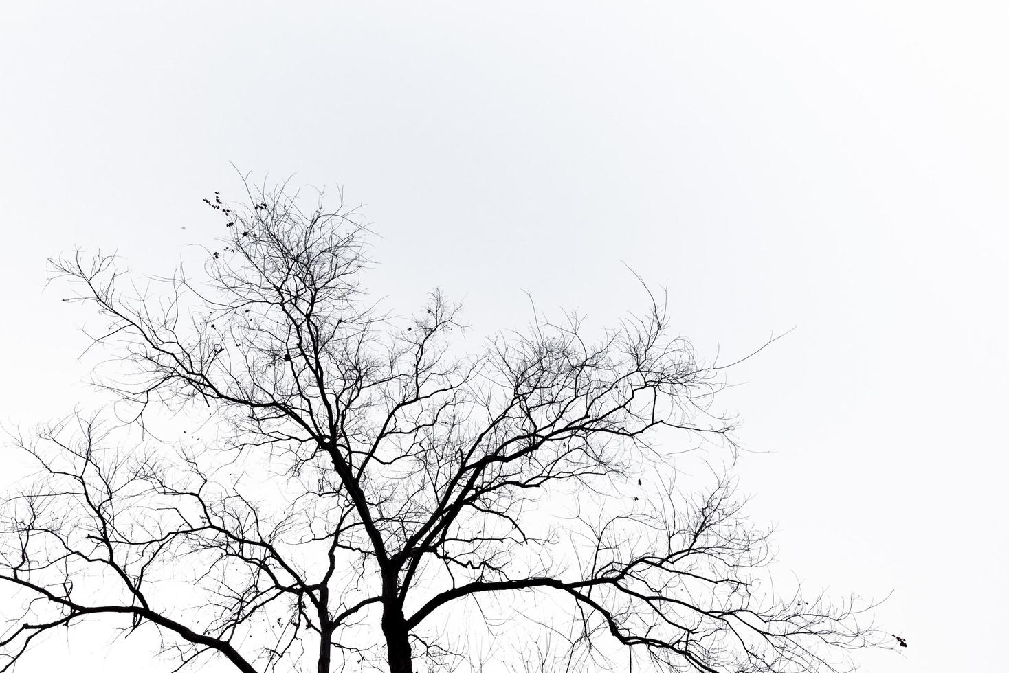 árboles muertos de aspecto extraño en un fondo puro foto