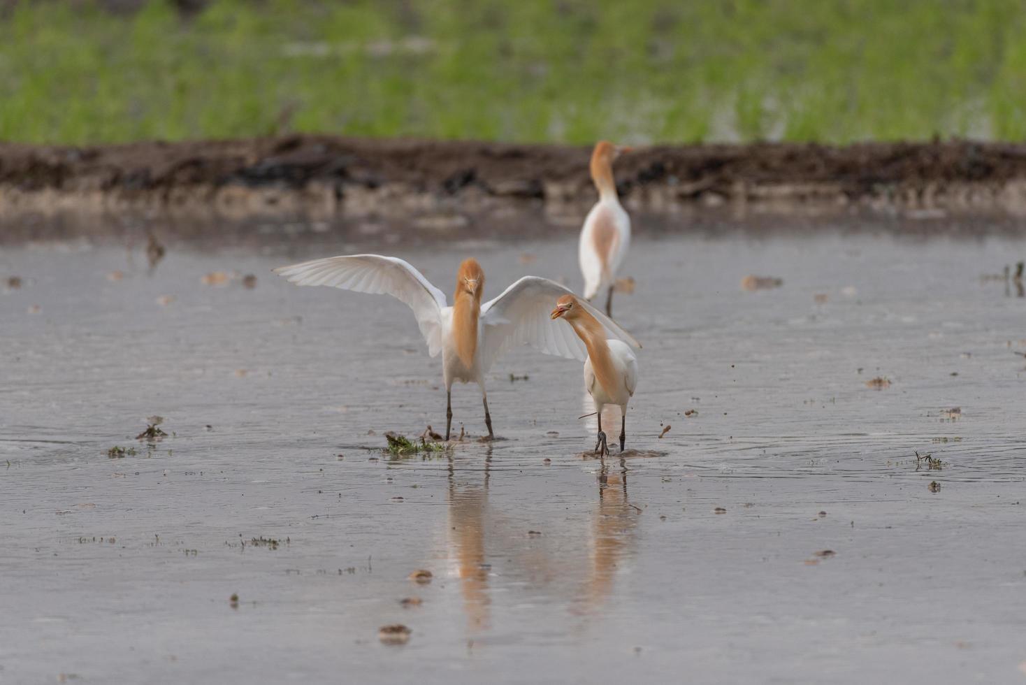 Cattle egrets stay in the fields for food, rest and fly photo