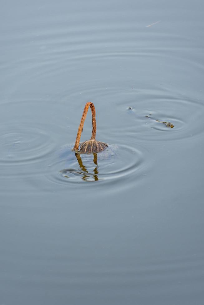 el loto marchito en el estanque de lotos en otoño foto