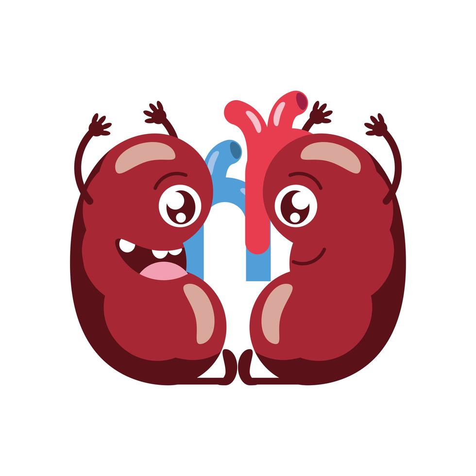 cute kidneys organ vector
