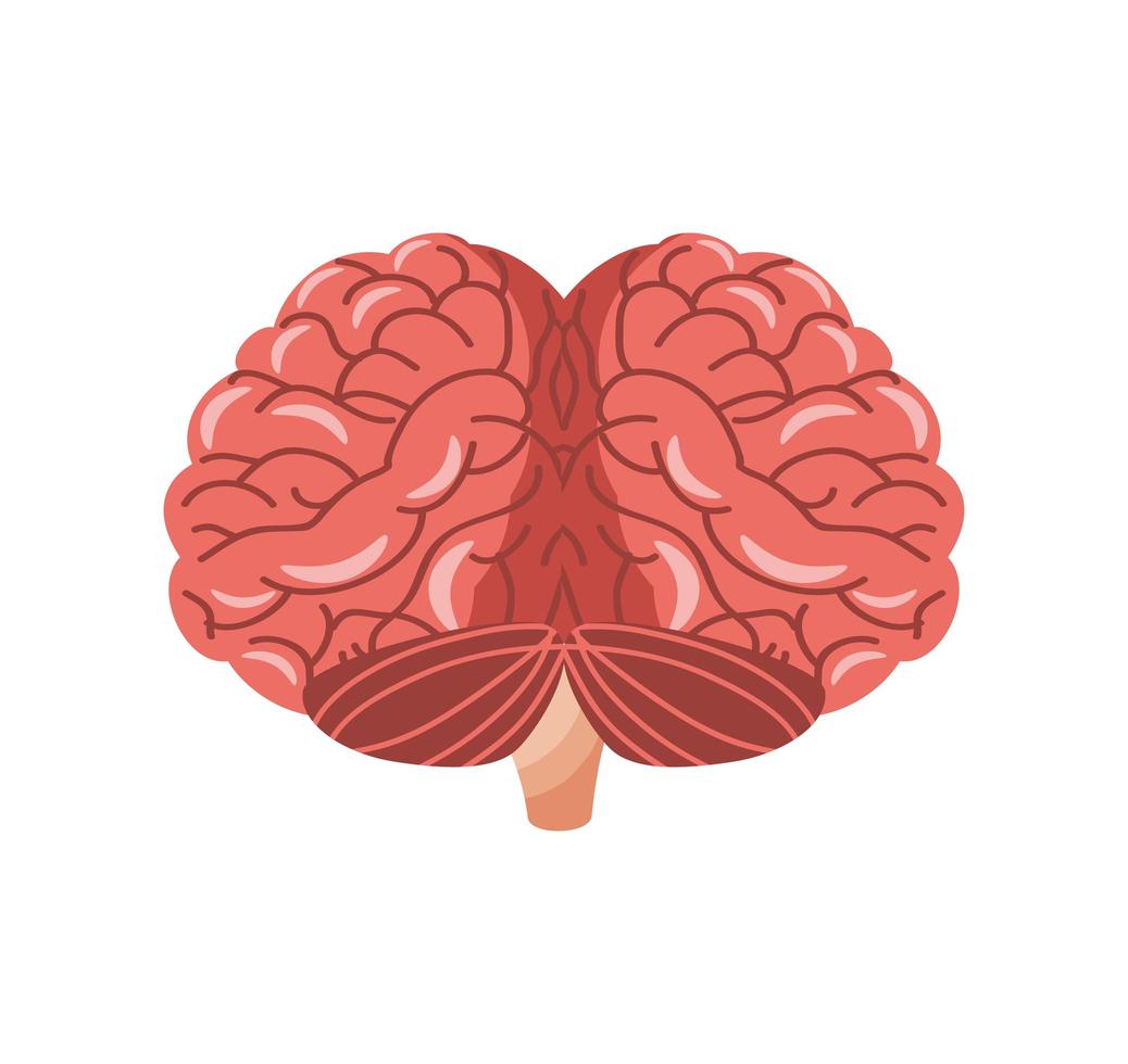 anatomical human brain vector