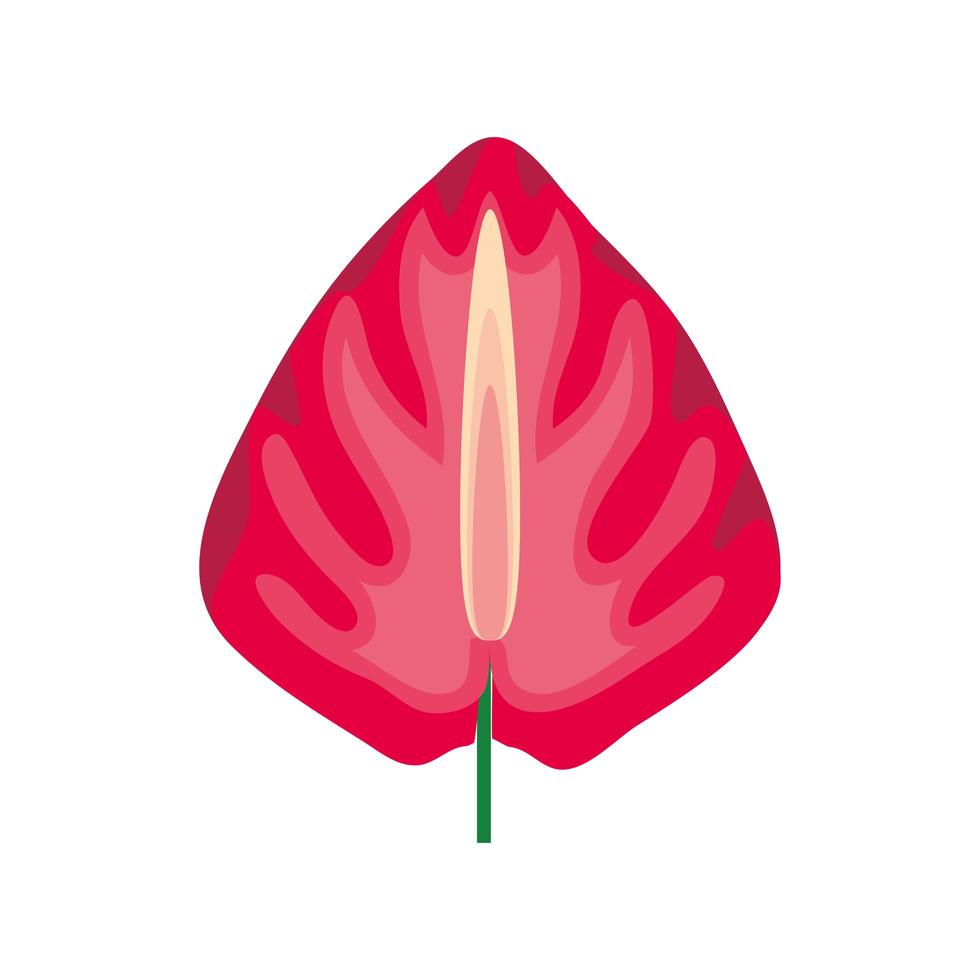 anthurium de flores tropicales vector