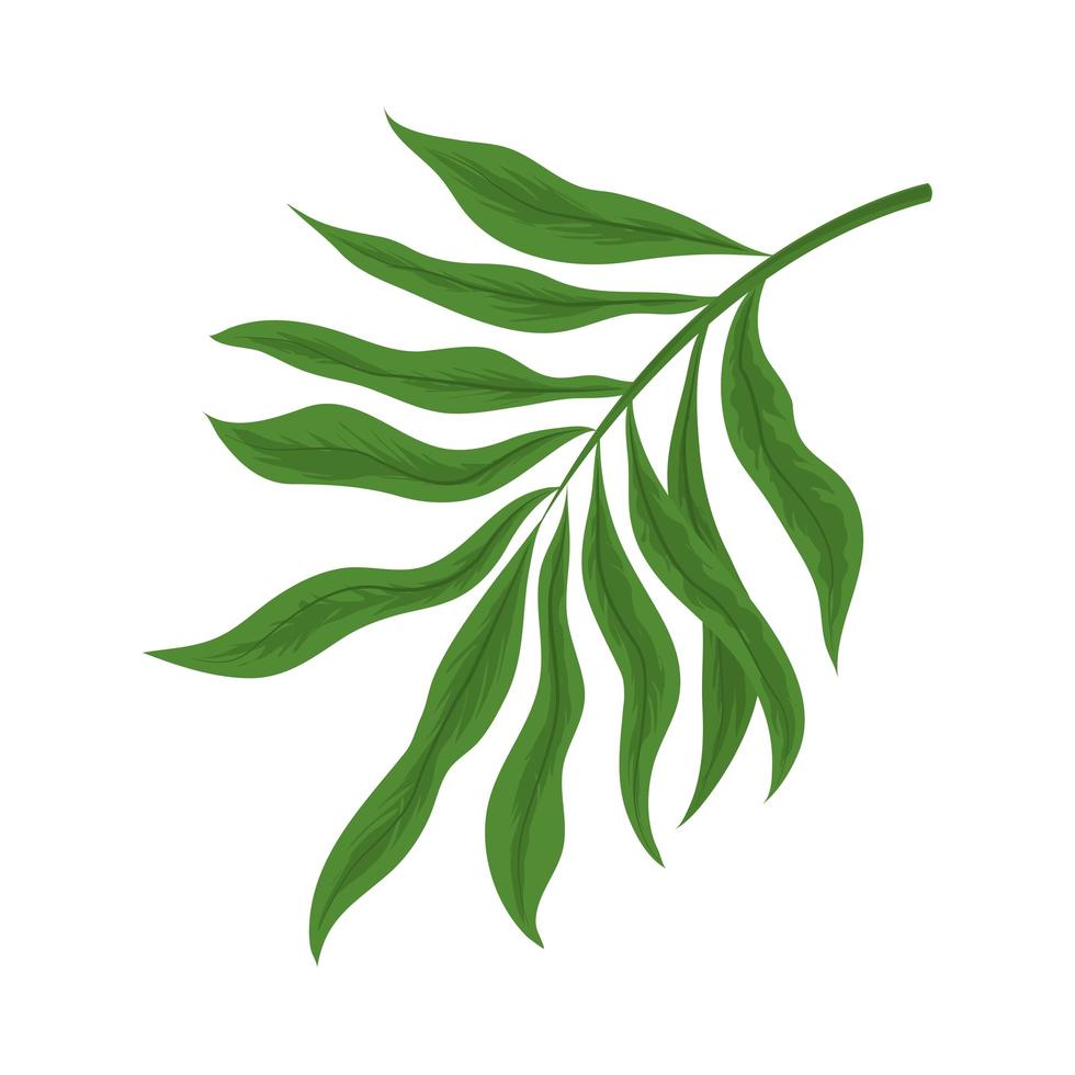 vegetation leaves branch vector