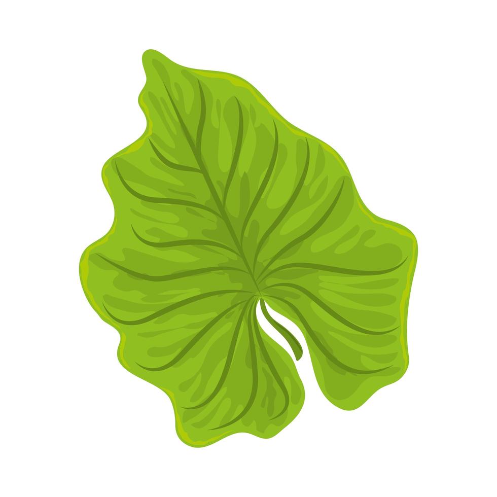 monstera leaf tropical vector