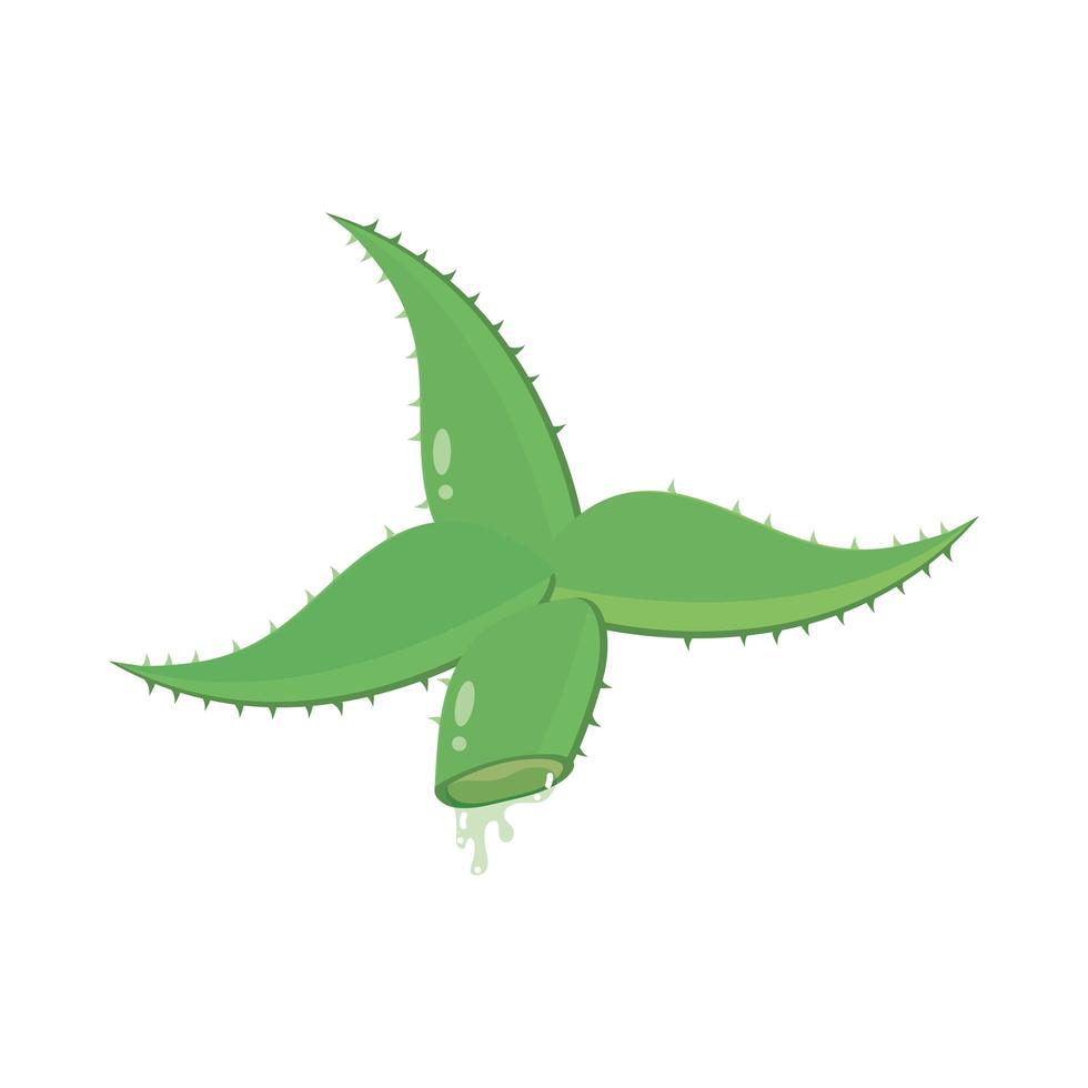 aloe vera plant vector