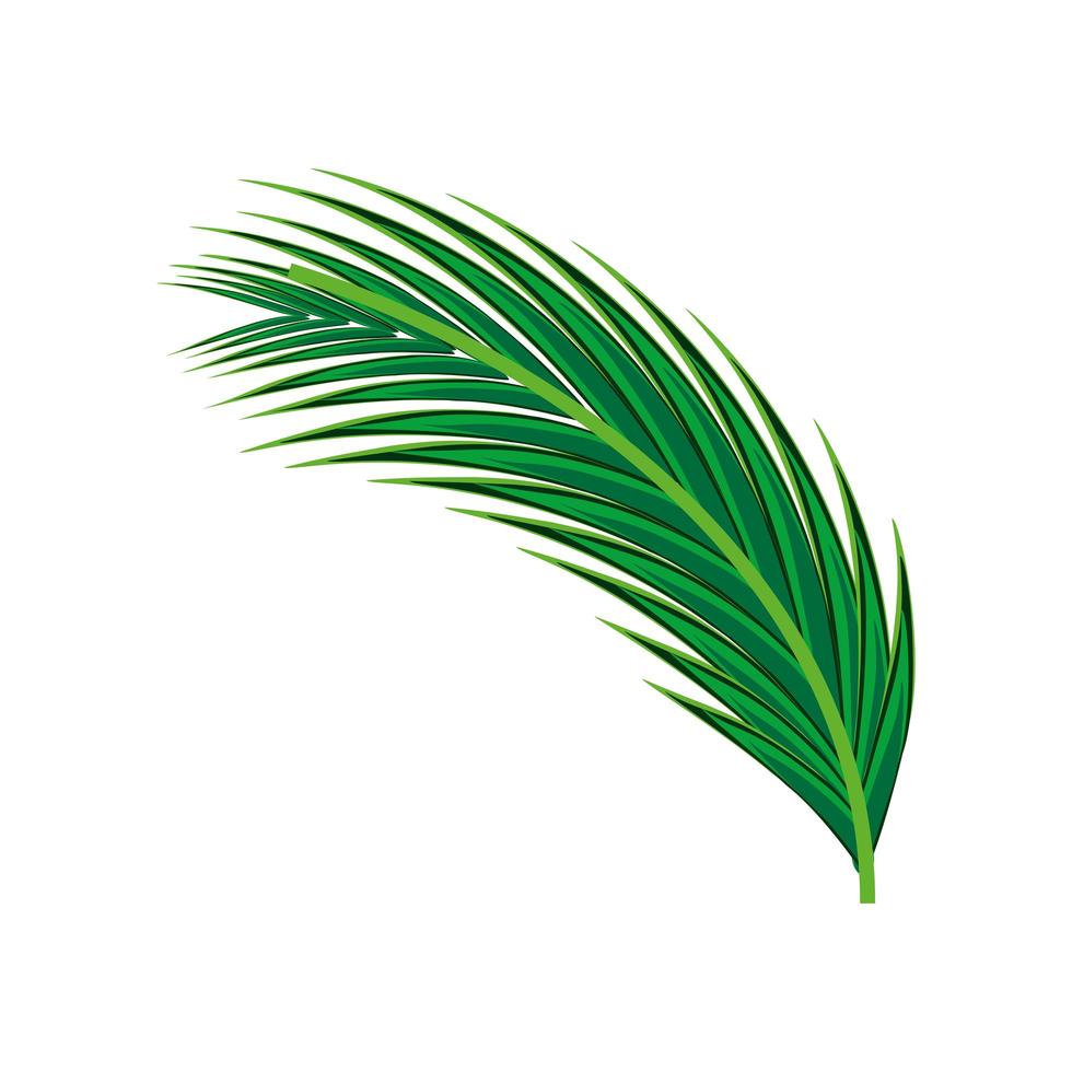 palmera de hoja vector