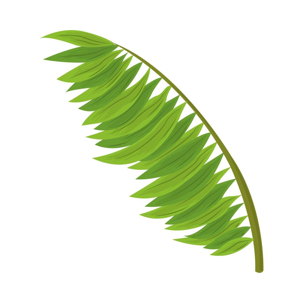 palm tree leaves vector