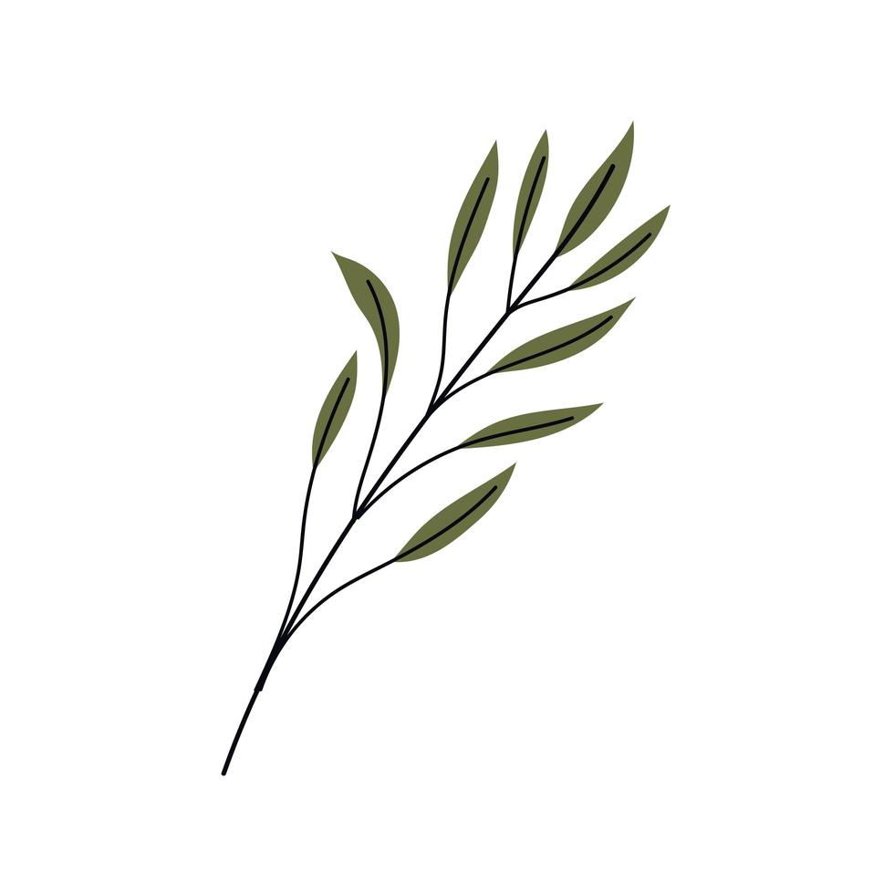 branch plant leaves vector