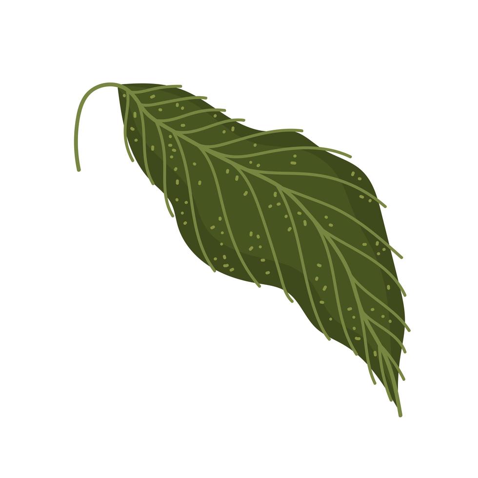 leaf foliage natural vector