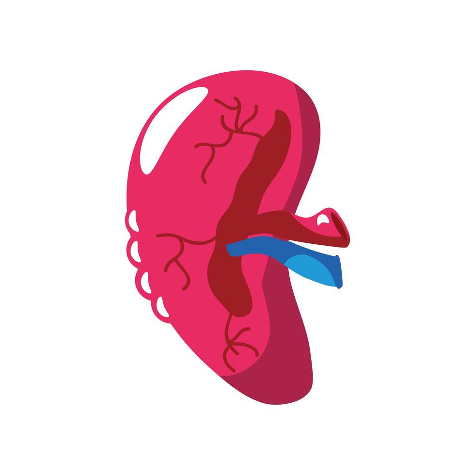 human spleen organ vector