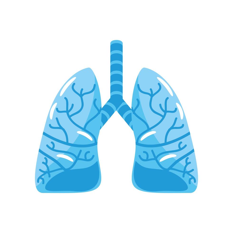 organos de los pulmones humanos vector