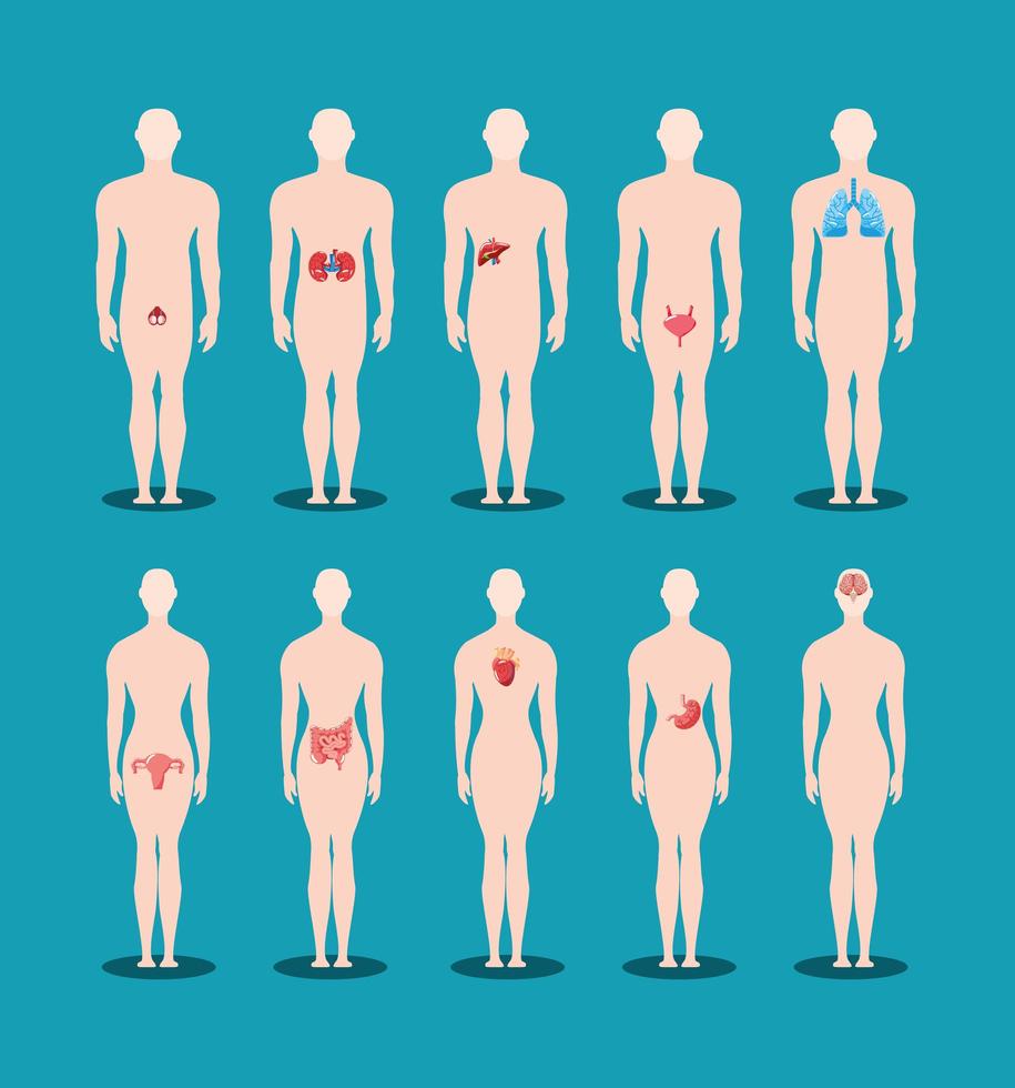 human bodies organs vector