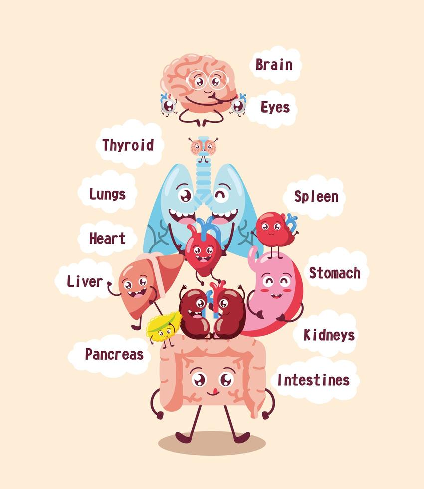 human internal organs vector