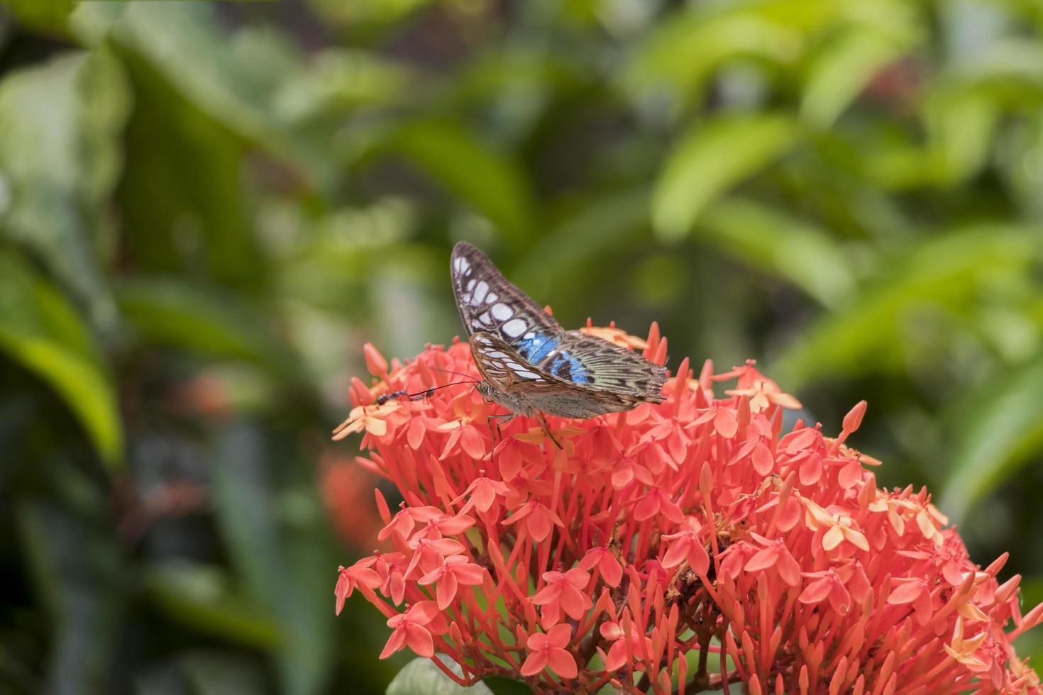 Mariposa de vela azul grande Parthenos Sylvia en flores de color rosa rojo. foto