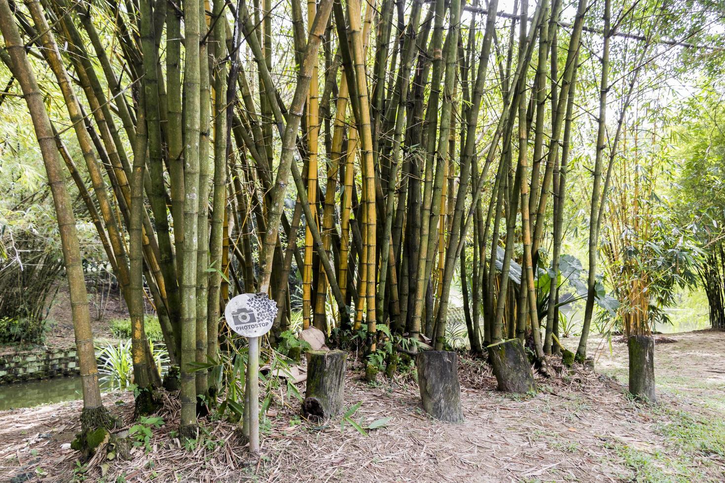 plantas de bambú en la casa de juegos de bambú, jardines botánicos de perdana, malasia. foto