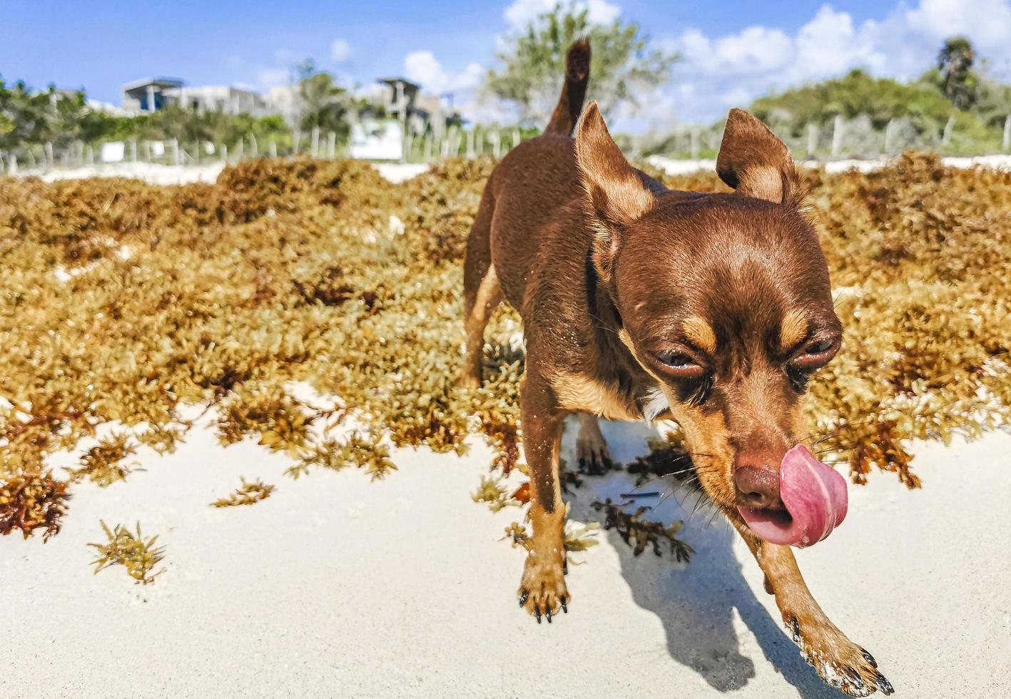 Mexican Chihuahua dog plays on beach Playa del Carmen Mexico. photo