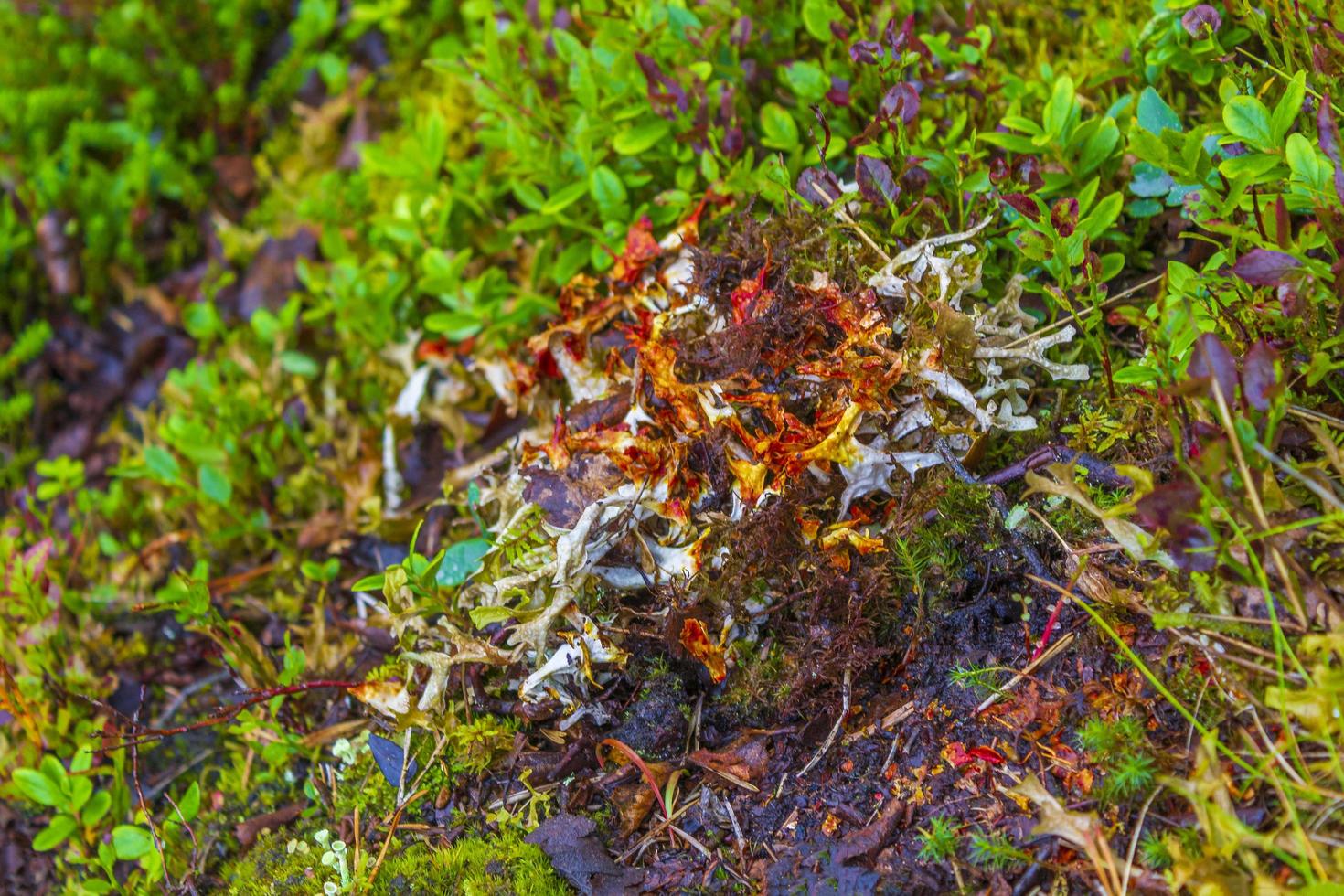 musgos de hierba líquenes en rojo amarillo naranja y verde noruega. foto